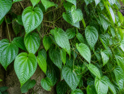 Daun Sirih: Herbal Alami dengan Segudang Manfaat Kesehatan