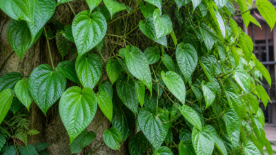 Daun sirih dikenal sebagai herbal alami dengan banyak manfaat, mulai dari menjaga kesehatan mulut hingga membantu penyembuhan luka secara tradisional.