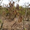 Godzilla El Nino Ancam Kakao Lampung