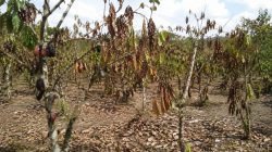 Godzilla El Nino Ancam Kakao Lampung