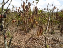 Godzilla El Nino Ancam Kakao Lampung