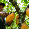 Harga Kakao Lampung Melonjak, Petani Mulai Semangat Menanam