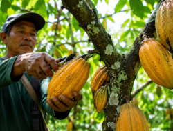 Harga Kakao Lampung Melonjak, Petani Mulai Semangat Menanam