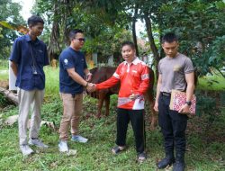 Iduladha 1447 H, Pelindo Regional 2 Panjang Perkuat Kepedulian Sosial Lewat Penyaluran Hewan Kurban