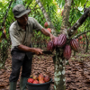 Produksi Kakao Lampung Turun dalam Lima Tahun
