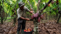 Produksi Kakao Lampung Turun dalam Lima Tahun