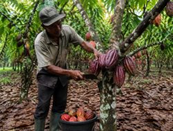 Sempat Turun, Kini Produksi Kakao Lampung Turun Mulai Melonjak