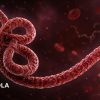 Vaksin Ebola Jadi Senjata Utama Lawan Wabah Mematikan