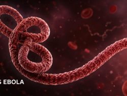 Vaksin Ebola Jadi Senjata Utama Lawan Wabah Mematikan