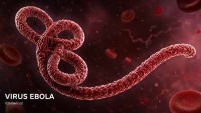 Vaksin Ebola membantu menekan penyebaran wabah mematikan di Afrika. WHO menyebut vaksin efektif melindungi kelompok berisiko tinggi dari Ebola Zaire.