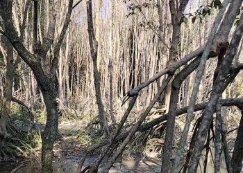 Mitra Bentala Soroti Lemahnya Ketegasan Pemerintah terhadap Perusak Mangrove