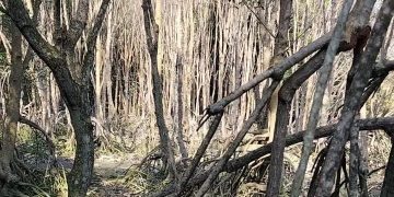 Mitra Bentala Soroti Lemahnya Ketegasan Pemerintah terhadap Perusak Mangrove