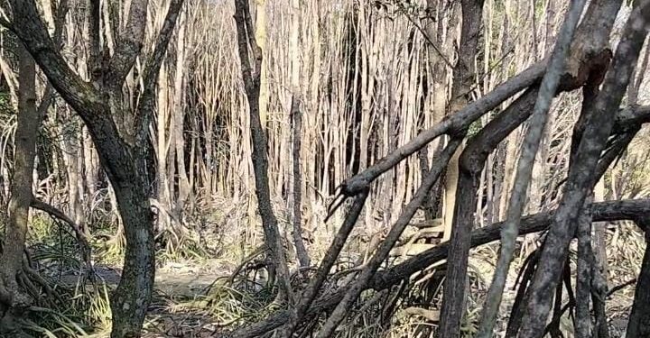 Mitra Bentala Soroti Lemahnya Ketegasan Pemerintah terhadap Perusak Mangrove
