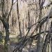 Mitra Bentala Soroti Lemahnya Ketegasan Pemerintah terhadap Perusak Mangrove